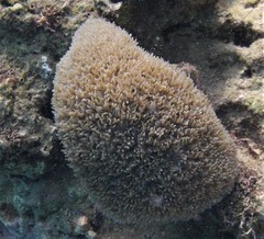 Physogyra lichtensteini