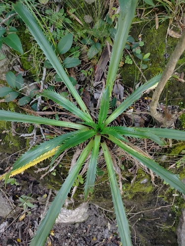 Foto de Azulzinha