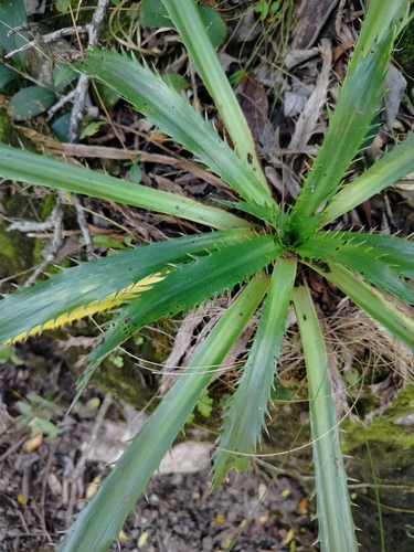 Foto de Azulzinha