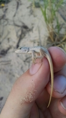 Sceloporus arenicolus