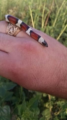 Lampropeltis gentilis