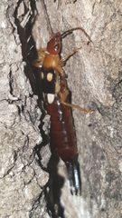 Forficula smyrnensis