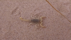 Paruroctonus utahensis