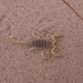 Eastern Sand Scorpion - Photo (c) Dalton Neuharth, some rights reserved (CC BY-NC), uploaded by Dalton Neuharth
