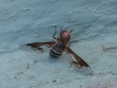 Exoprosopa rivularis