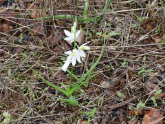 Chlorophytum tuberosum