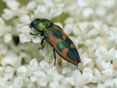 Castiarina hilaris