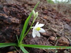 Chlorophytum tuberosum