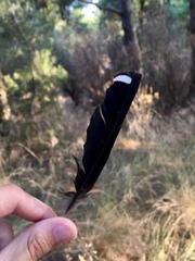 Upupa epops
