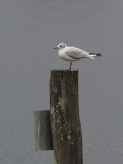 Chroicocephalus ridibundus