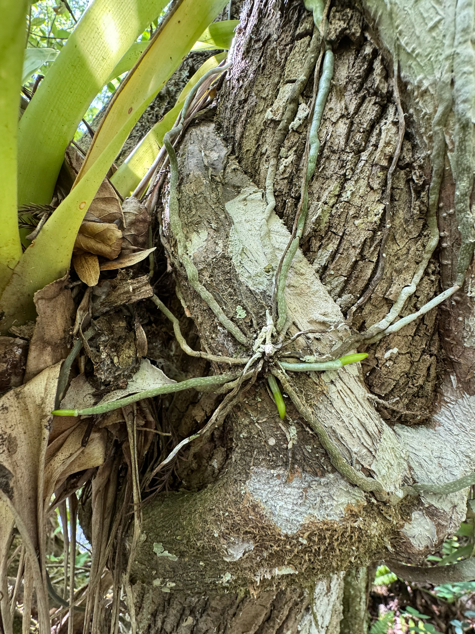Imagem de Orquídea fantasma