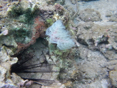 Protula bispiralis
