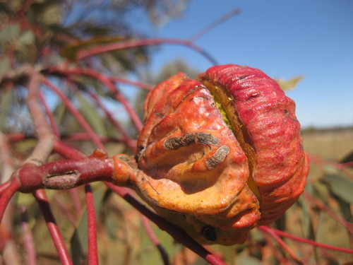 Image of Eucalyptus youngiana by (c) Andrew Thornhill, some rights reserved (CC BY)