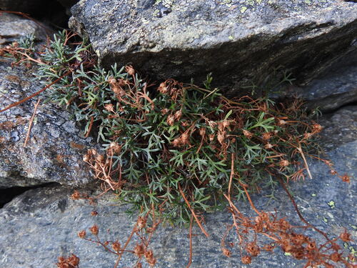 Image of Saxifraga pentadactylis by (c) Yves Bas, some rights reserved (CC BY)