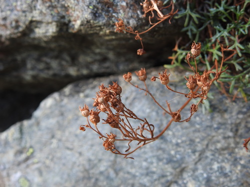 Saxifraga pentadactylis, photograph 6