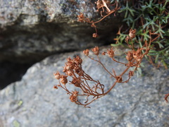 Saxifraga pentadactylis, photograph (c) Yves Bas, some rights reserved (CC BY)