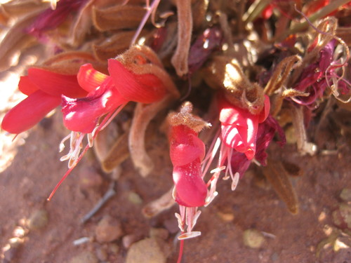 Image of Leptosema chambersii by (c) Andrew Thornhill, some rights reserved (CC BY)