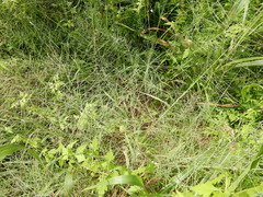 Leptochloa mucronata