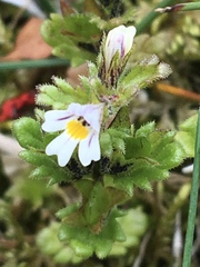 Euphrasia frigida