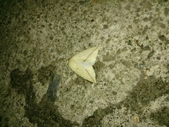 Descoreba simplex
