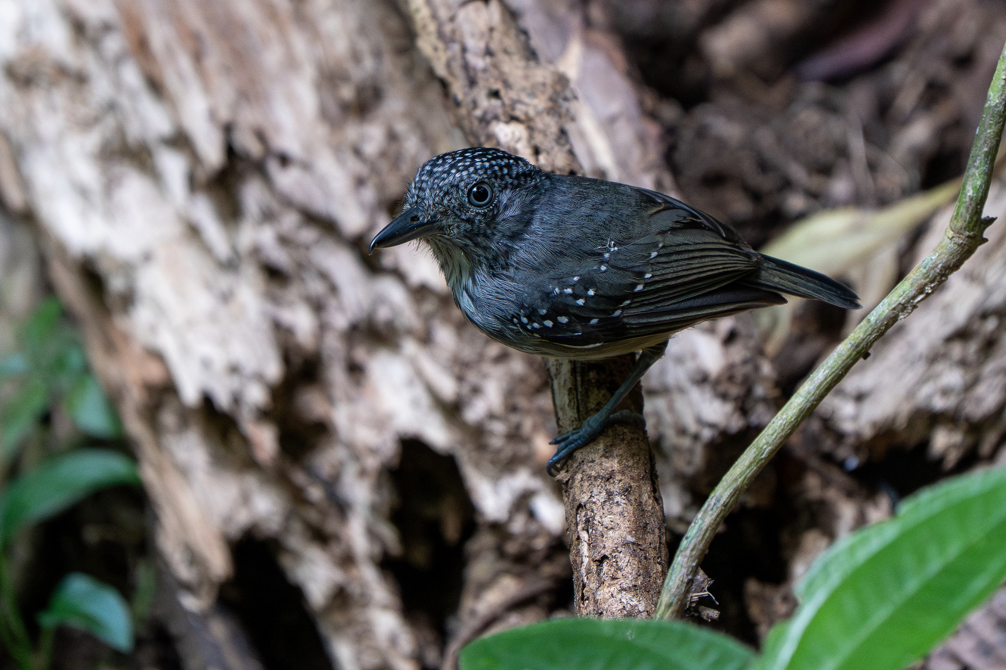 Spot-crowned Antvireo (Dysithamnus puncticeps), photo 7