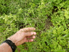 Leptochloa mucronata