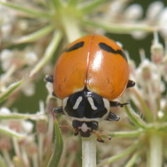 Hippodamia glacialis