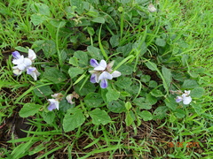 Crotalaria verrucosa
