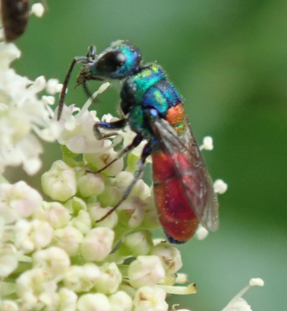 Chrysis scutellaris