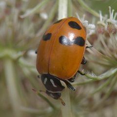 Hippodamia glacialis