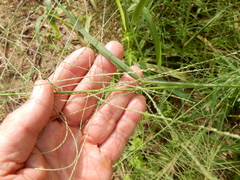 Leptochloa mucronata