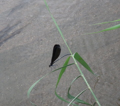 Atrocalopteryx atrata