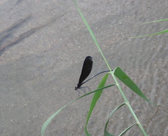 Atrocalopteryx atrata