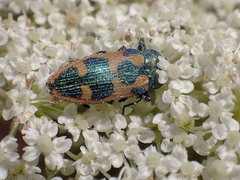 Castiarina hilaris