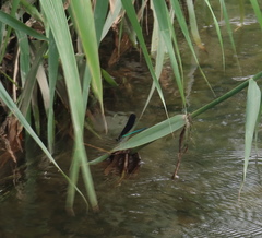 Atrocalopteryx atrata