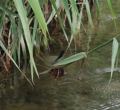Atrocalopteryx atrata