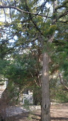 Juniperus virginiana