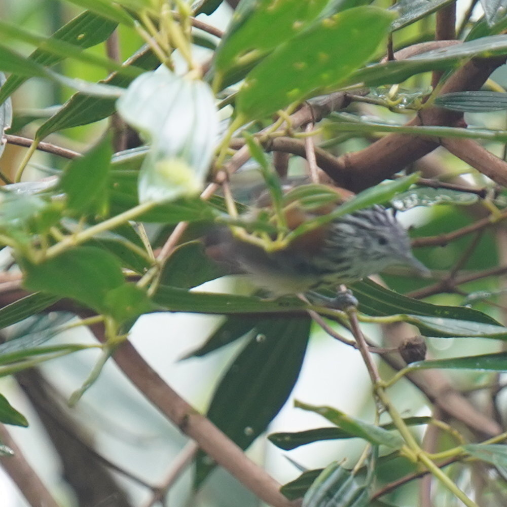Streak-capped Antwren (Terenura maculata), photo 4
