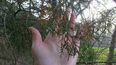 Juniperus virginiana