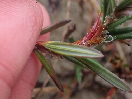Image of Polygonum paronychia by no rights reserved