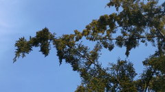 Juniperus virginiana