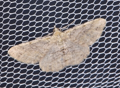 Scioglyptis lithenopa