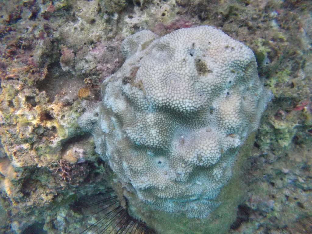 spine coral