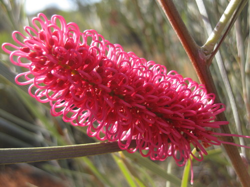 Image of Hakea francisiana by (c) Andrew Thornhill, some rights reserved (CC BY)