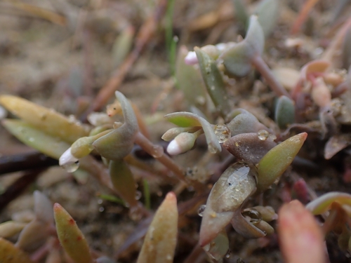Image of Claytonia exigua by no rights reserved