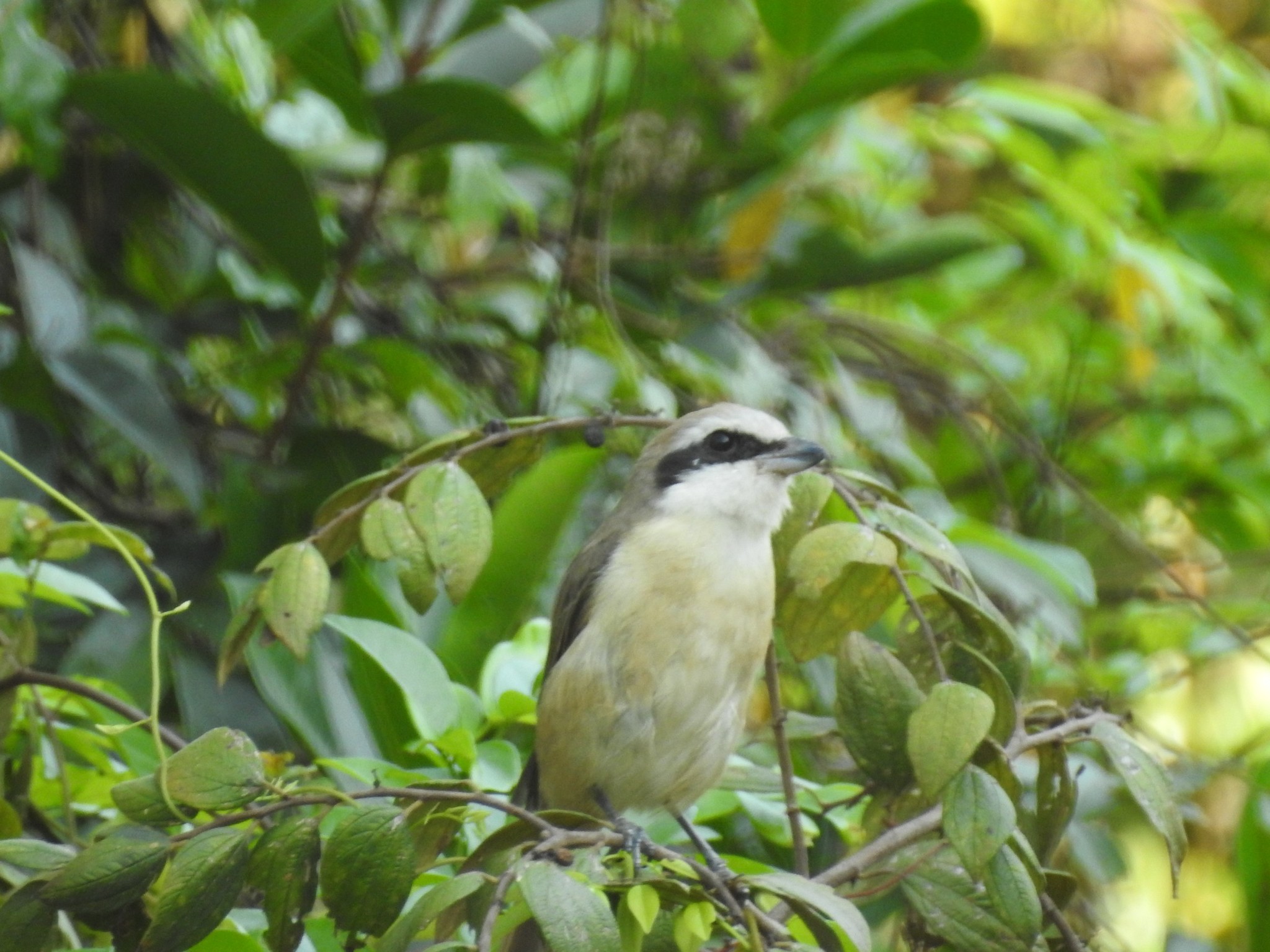 Long-tailed Shrike