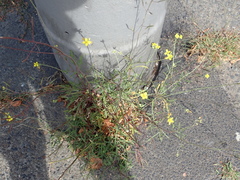 Diplotaxis tenuifolia