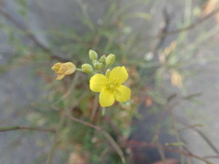 Diplotaxis tenuifolia