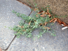 Polygonum aviculare