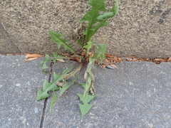 Taraxacum officinale